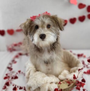 Miniature Schnauzer puppy