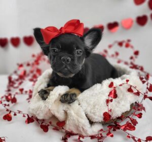 French Bulldog puppy