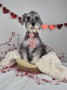 Miniature Schnauzer puppy