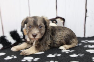 Miniature Schnauzer puppy