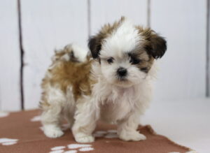 Shih Tzu puppy