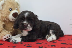 Cocker Spaniel puppy