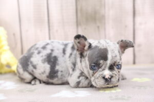 French Bulldog puppy
