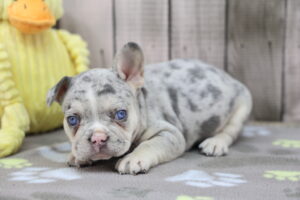 French Bulldog puppy