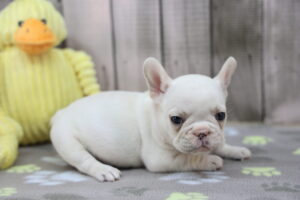 French Bulldog puppy