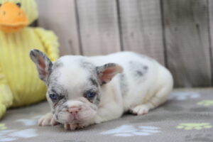 French Bulldog puppy
