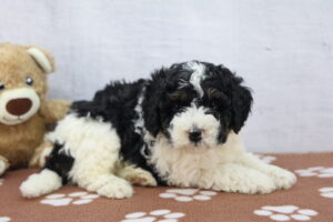 Miniature Bernadoodle puppy