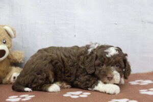 Miniature Bernadoodle puppy