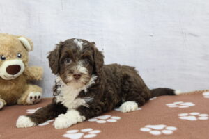 Miniature Bernadoodle puppy