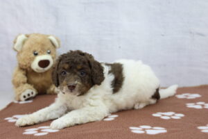 Miniature Bernadoodle puppy