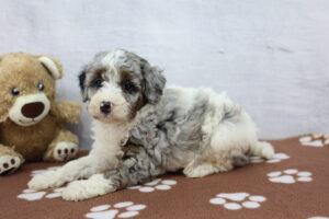 Miniature Bernadoodle puppy