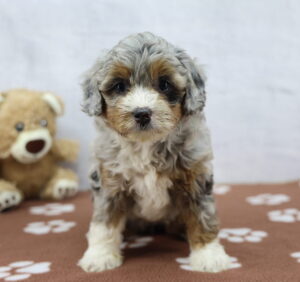Miniature Bernadoodle puppy