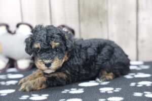 Toy Poodle puppy