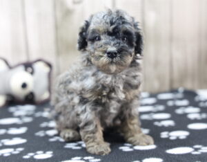 Toy Poodle puppy