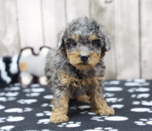 Toy Poodle puppy