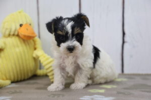 Morkie puppy