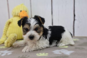 Morkie puppy