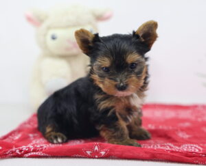 Yorkshire Terrier puppy