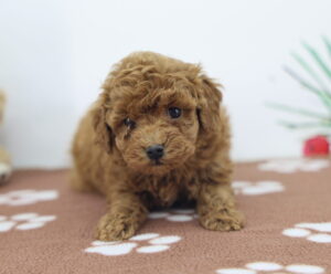 Toy Poodle puppy