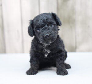 Toy Poodle puppy
