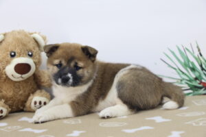 Shiba Inu puppy