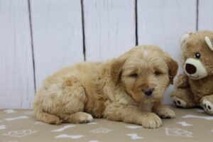 Medium Goldendoodle puppy