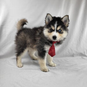 Pomsky puppy