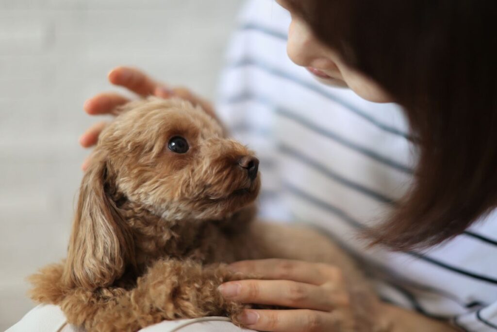 woman petting a puppy that is looking up at her