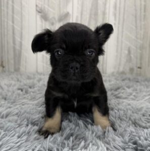 French Bulldog puppy
