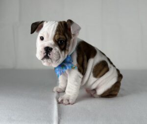 English Bulldog puppy