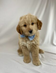 Medium Goldendoodle puppy