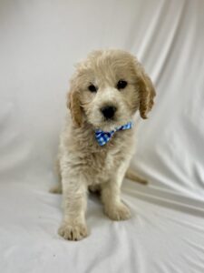 Medium Goldendoodle puppy