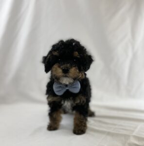 Toy Poodle puppy