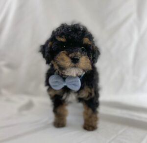Toy Poodle puppy