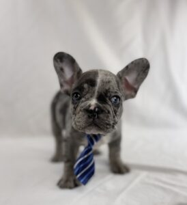 French Bulldog puppy