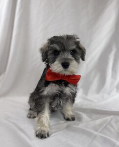 Miniature Schnauzer puppy
