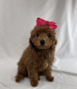 Toy Poodle puppy