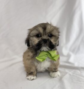 Lhasa Apso puppy