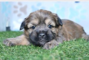Shorkie puppy
