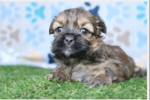 Shorkie puppy