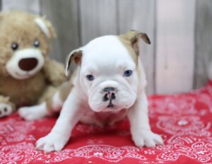 English Bulldog puppy