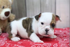 English Bulldog puppy