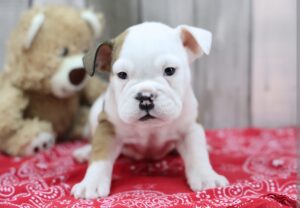 English Bulldog puppy