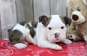 English Bulldog puppy