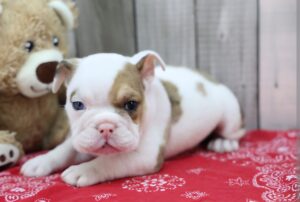 English Bulldog puppy