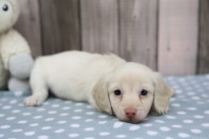 Miniature Dachshund puppy