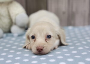 Miniature Dachshund puppy