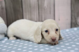 Miniature Dachshund puppy