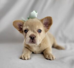 French Bulldog puppy