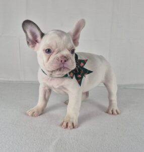 French Bulldog puppy